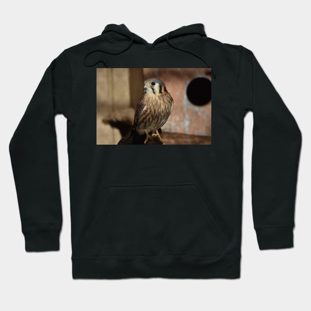 American Kestrel Hoodie by MarieDarcy